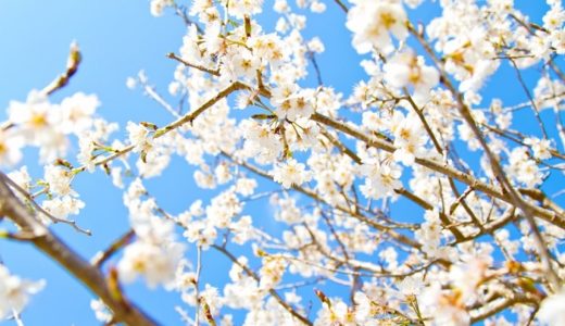 【つなぎ売り】2018年2月　SBI証券・楽天証券　クロス取引【最終結果】