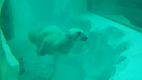 子供と上野動物園に行ってきました。