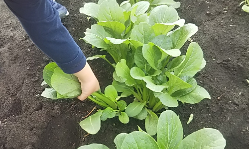 三井アウトレットパーク木更津と森本農園に行ってきました