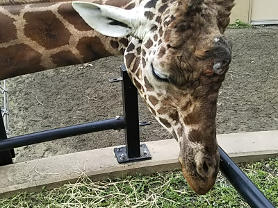 子連れで旭山動物園に行ってきました